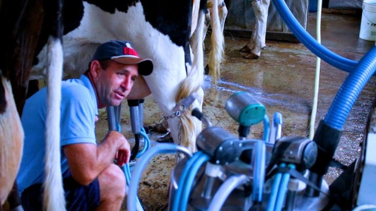 Agricultores de Canoinhas sofrem o drama de ver suas plantações entregues à seca