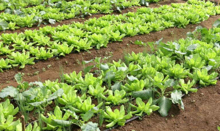 Em 3 anos, Secretaria de Agricultura utilizou quase 23 mil toneladas de material em programas de incentivo em Canoinhas