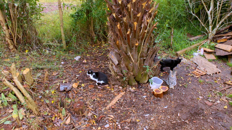 Dezenas de gatos são abandonados em Três Barras