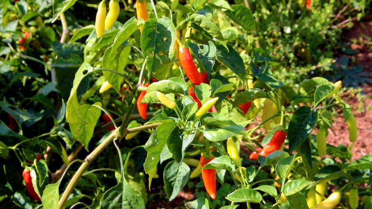 Embrapa de Canoinhas cultiva uma das pimentas mais fortes do mundo