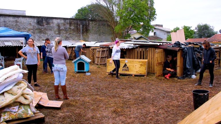 Prefeitura e ONG mantêm abrigos para animais vítimas da enchente em Canoinhas