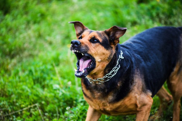 Cães aterrorizam comunidade e matam gato em Canoinhas