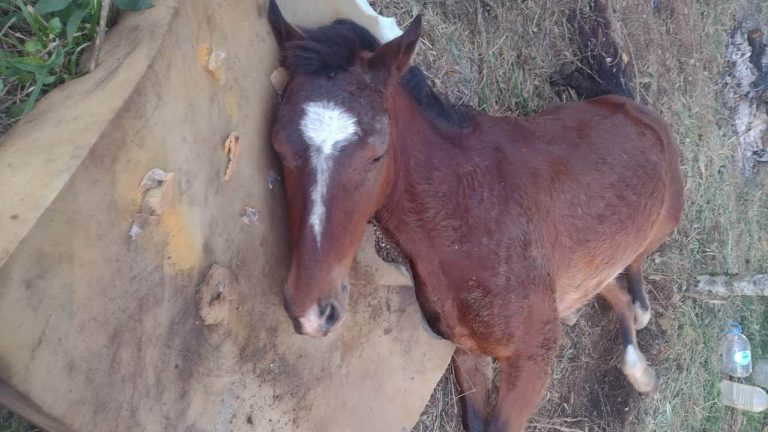 Égua maltratada pode ter sido vítima de abuso em União da Vitória
