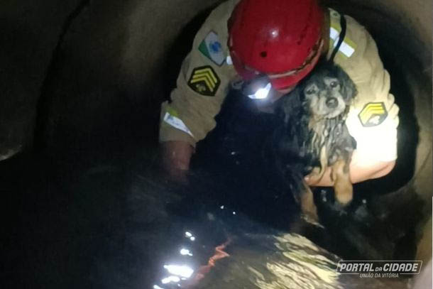 Bombeiros resgatam cão idoso que caiu em manilha de esgoto