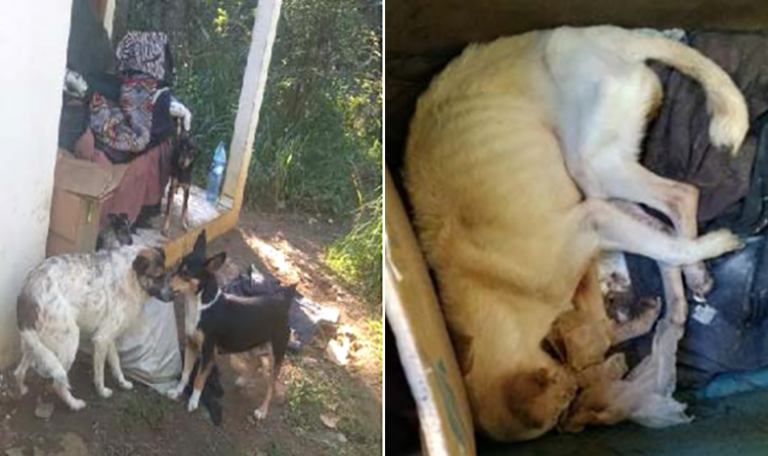 Polícia Civil instaura inquérito para apurar maus-tratos a cachorros
