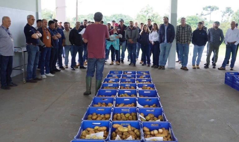 Pesquisadores da Embrapa de Canoinhas apresentam novas variedades de batata a produtores