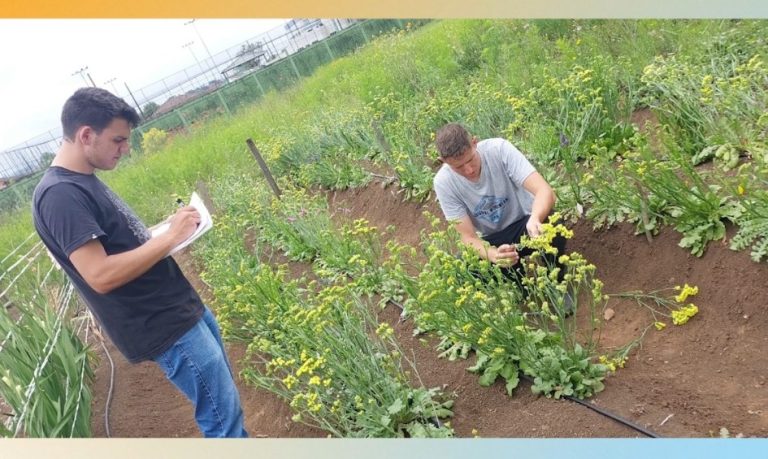 Projeto do IFSC Canoinhas estuda plantio de flores como potencial de renda para agricultores